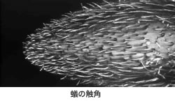コンフォーカルによる全焦点画像